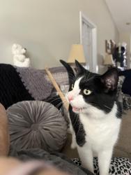 Found/Stray Unknown Cat last seen Southern hills dr , Evans, GA 30809