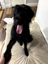 Found/Stray Male Dog last seen Partridge Ave and Bowen Rd., Arlington, TX 76017