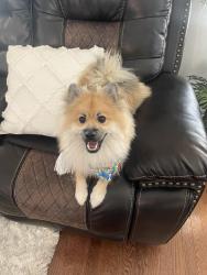 Lost Male Dog last seen Near Wistar Woods Ct , Henrico, VA 23228