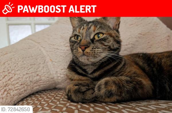 Lost Female Cat last seen Wellington Road South, near Heathland School, Greater London, England TW4 5JP