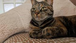 Lost Female Cat last seen Wellington Road South, near Heathland School, Greater London, England TW4 5JP