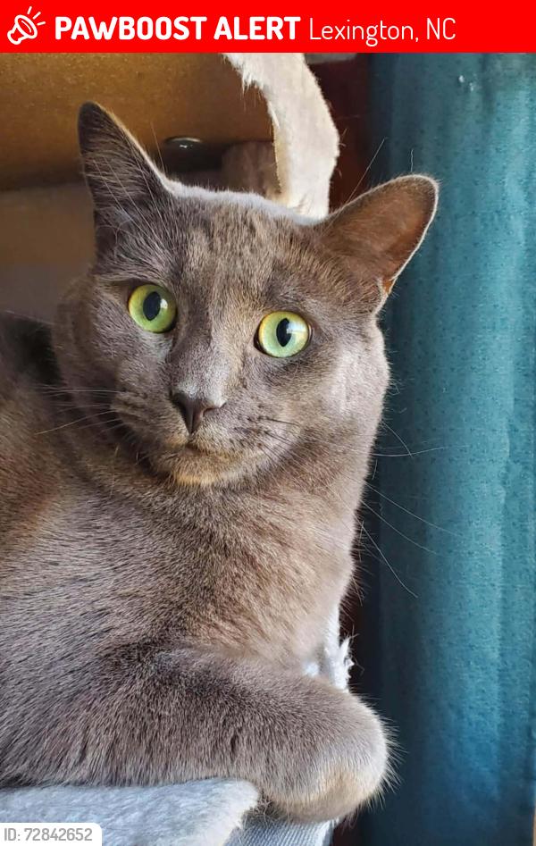 Lost Male Cat last seen Jackson Ave and Leonard Rd, Lexington, NC 27295
