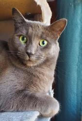 Lost Male Cat last seen Jackson Ave and Leonard Rd, Lexington, NC 27295