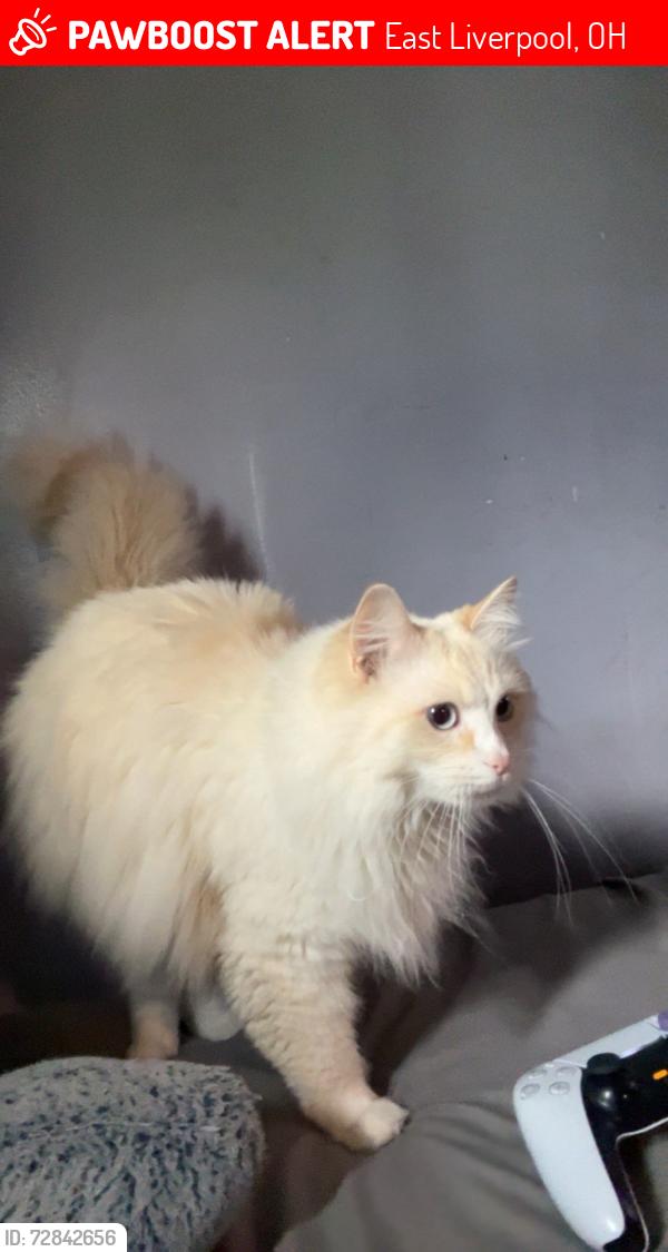 Lost Male Cat last seen May street, west 9th street, East Liverpool, OH 43920