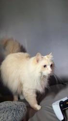 Lost Male Cat last seen May street, west 9th street , East Liverpool, OH 43920