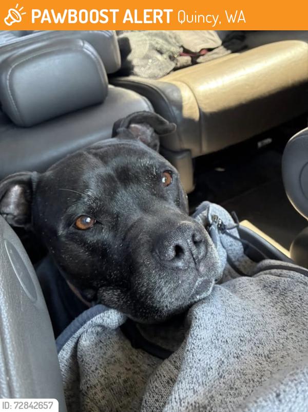 Found/Stray Male Dog last seen Quincy wa, Quincy, WA 98848