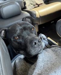 Found/Stray Male Dog last seen Quincy wa, Quincy, WA 98848