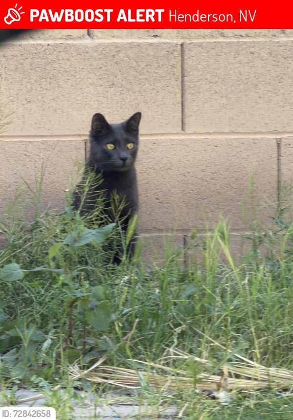 Lost Male Cat last seen Eastern and Coronado Dr , Henderson, NV 89052
