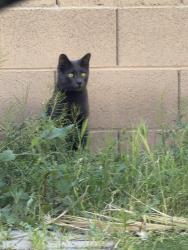 Lost Male Cat last seen Eastern and Coronado Dr , Henderson, NV 89052