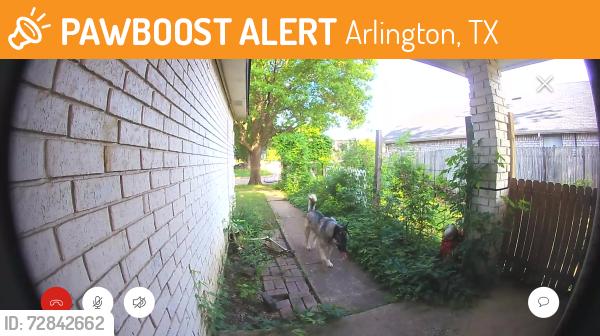 Found/Stray Unknown Dog last seen Running cr, stetter, Arlington, TX 76001