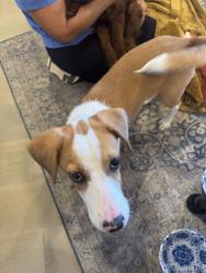 Found/Stray Unknown Dog last seen Bluff Creek Park, Oklahoma City, OK 73162