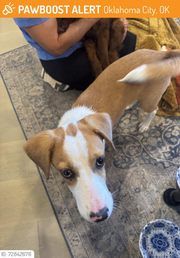 Found/Stray Unknown Dog last seen Bluff Creek Park, Oklahoma City, OK 73162