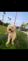Lost Male Dog last seen Stearns and sunset, La Habra, CA 90631
