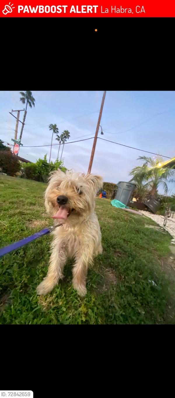 Lost Male Dog last seen Stearns and sunset, La Habra, CA 90631