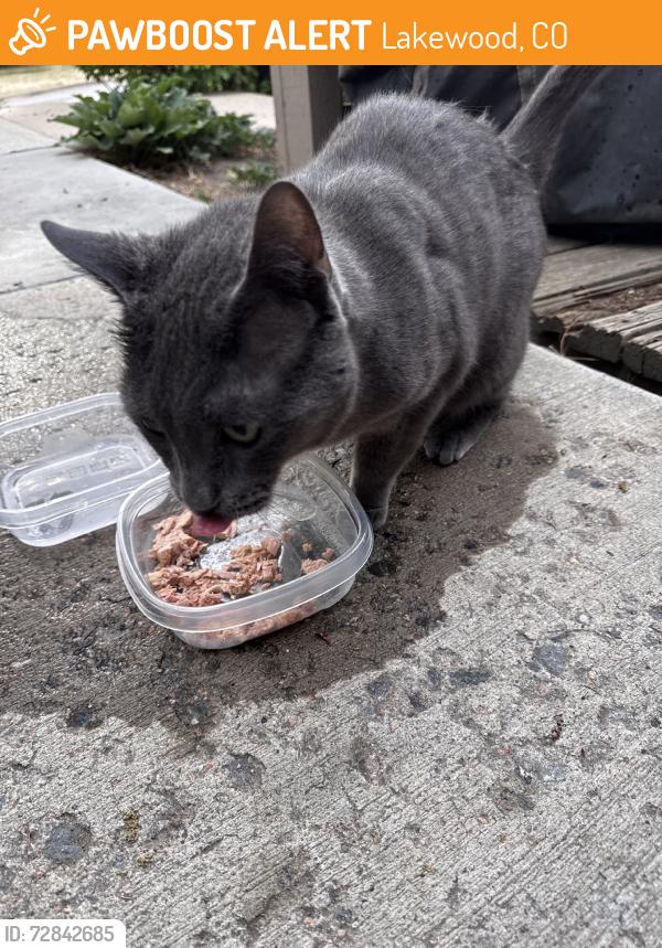 Found/Stray Unknown Cat last seen Harlan st and 6th ave, Lakewood, CO 80214