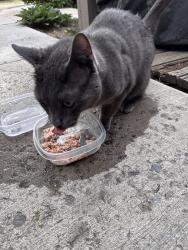 Found/Stray Unknown Cat last seen Harlan st and 6th ave, Lakewood, CO 80214