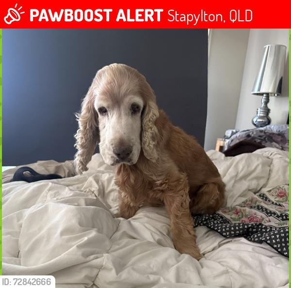 Lost Female Dog last seen Quinns Hill Rd East and Cottesloe Rd, Stapylton, 4207, Stapylton, QLD 4207