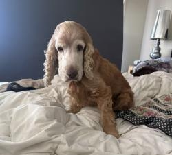 Lost Female Dog last seen Quinns Hill Rd East and Cottesloe Rd, Stapylton, 4207, Stapylton, QLD 4207