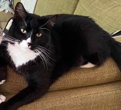 Lost Male Cat last seen SW Washington St, Portland, OR 97225