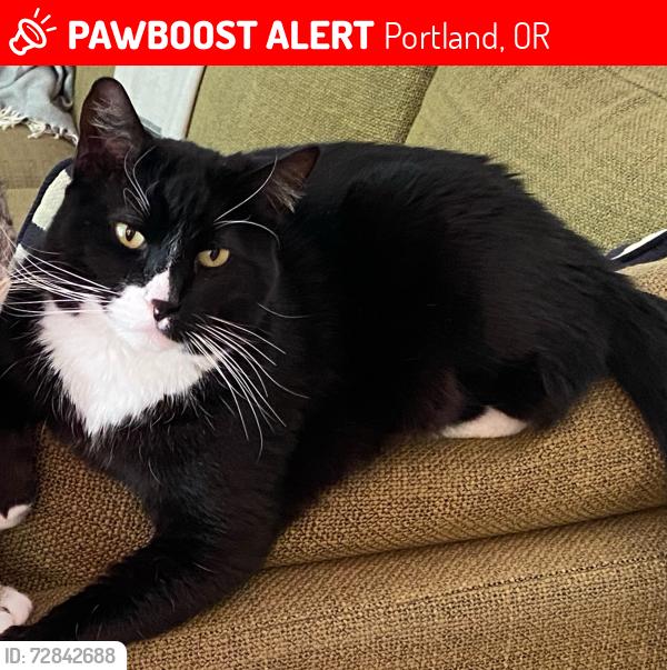 Lost Male Cat last seen SW Washington St, Portland, OR 97225