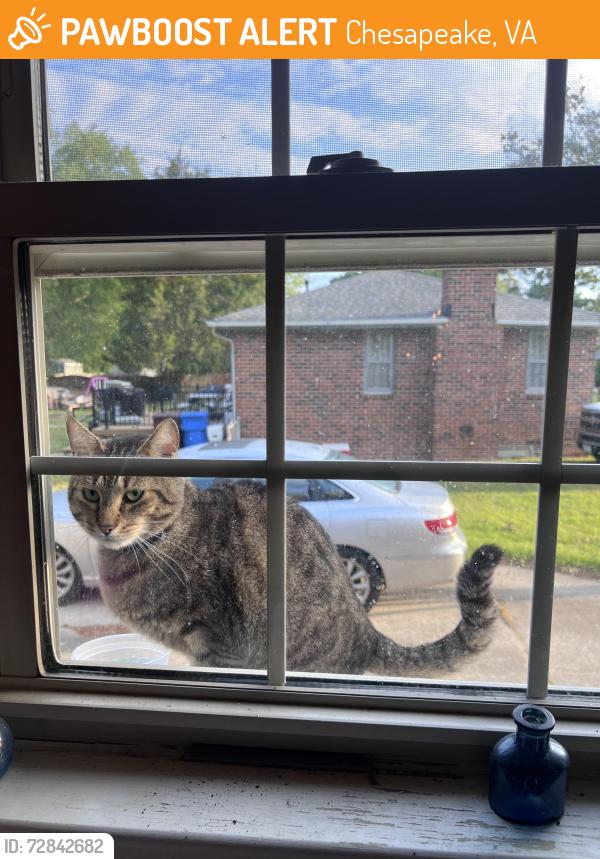 Found/Stray Unknown Cat last seen Scotfield Neighborhood, Western Branch Chesapeake, Chesapeake, VA 23321