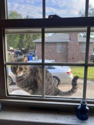 Found/Stray Unknown Cat last seen Scotfield Neighborhood, Western Branch Chesapeake, Chesapeake, VA 23321