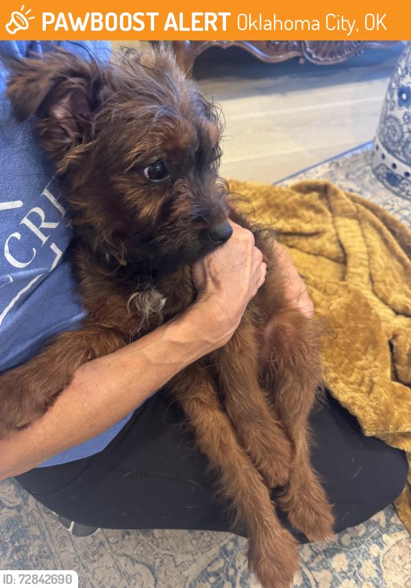Found/Stray Unknown Dog last seen Bluff creek park, Oklahoma City, OK 73162
