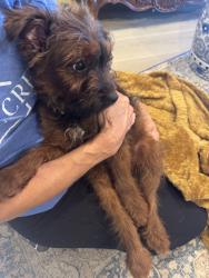 Found/Stray Unknown Dog last seen Bluff creek park, Oklahoma City, OK 73162