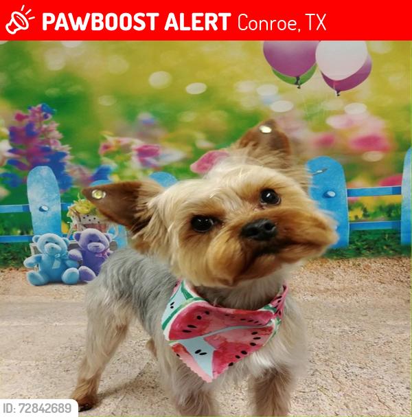 Lost Male Dog last seen Jacobs Reserve “The Woods”, Conroe, TX 77384