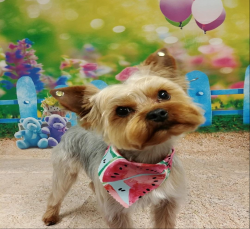 Lost Male Dog last seen Jacobs Reserve “The Woods”, Conroe, TX 77384