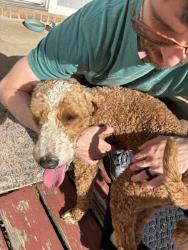 Found/Stray Male Dog last seen 101st in between Elm and Aspen, Broken Arrow, OK 74012