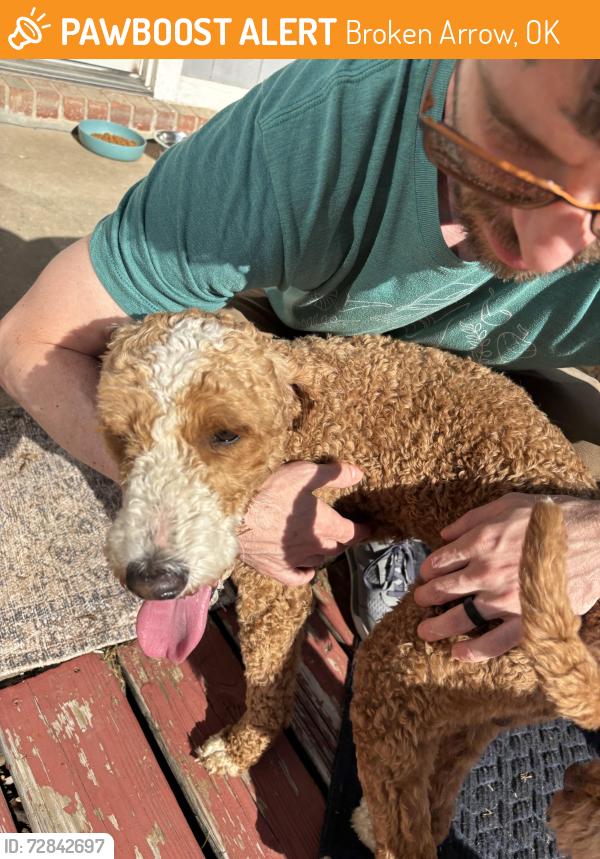Found/Stray Male Dog last seen 101st in between Elm and Aspen, Broken Arrow, OK 74012