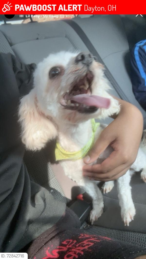 Lost Male Dog last seen By wogaman school, Dayton, OH 45417