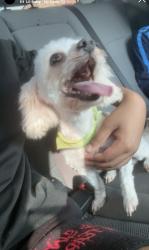 Lost Male Dog last seen By wogaman school, Dayton, OH 45417