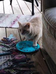 Found/Stray Unknown Cat last seen Laurel Park , Hendersonville, NC 28792