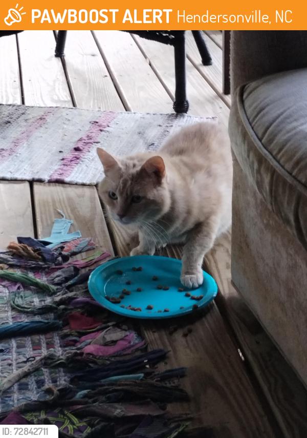 Found/Stray Unknown Cat last seen Laurel Park , Hendersonville, NC 28792