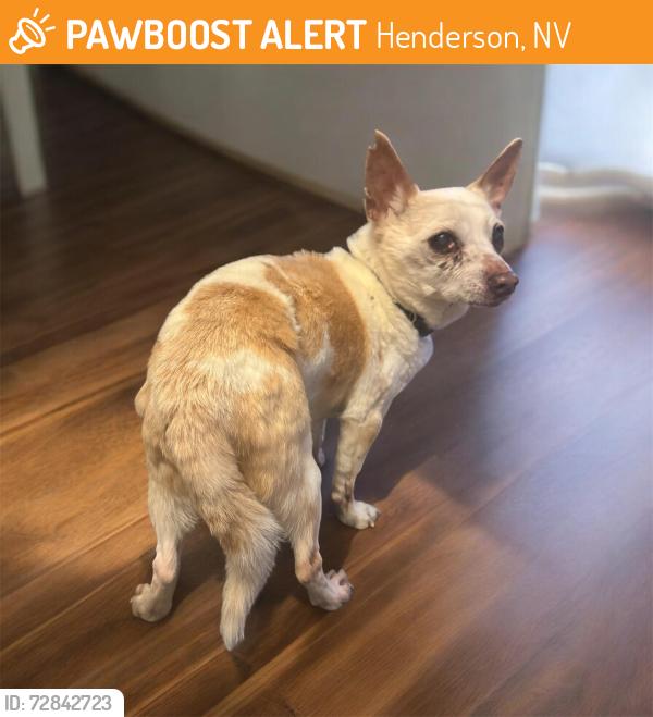 Found/Stray Unknown Dog last seen Lake mead and Boulder Hwy , Henderson, NV 89015