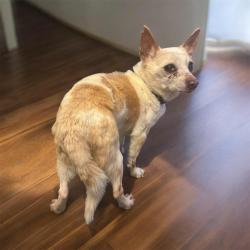 Found/Stray Unknown Dog last seen Lake mead and Boulder Hwy , Henderson, NV 89015