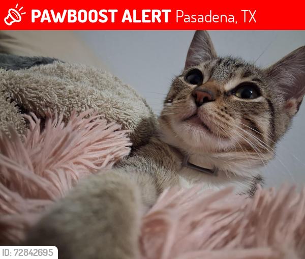 Lost Male Cat last seen Near Richey St, third floor , Pasadena, TX 77506