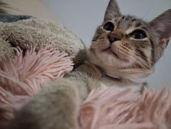 Lost Male Cat last seen Near Richey St, third floor , Pasadena, TX 77506