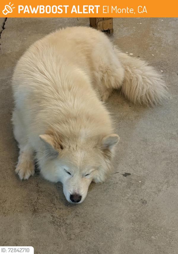 Found/Stray Male Dog last seen Parkway , El Monte, CA 91732