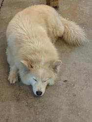 Found/Stray Male Dog last seen Parkway , El Monte, CA 91732