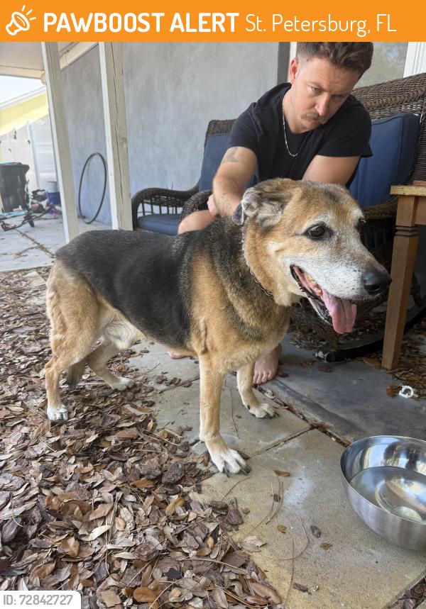 Found/Stray Male Dog last seen 54th Ave & 71st St. , St. Petersburg, FL 33709