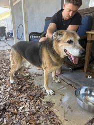 Found/Stray Male Dog last seen 54th Ave & 71st St. , St. Petersburg, FL 33709