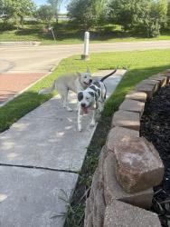 Found/Stray Male Dog last seen Near s main st, Houston, TX 77035
