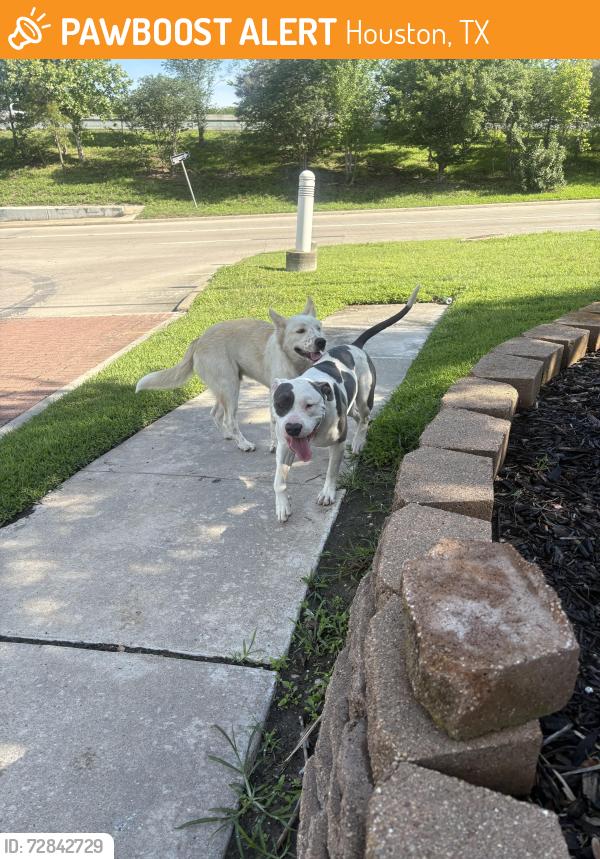 Found/Stray Male Dog last seen Near s main st, Houston, TX 77035