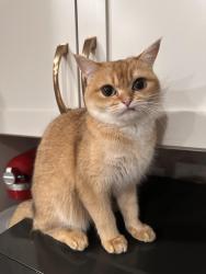 Lost Female Cat last seen Broad Run Oaks neighborhood, at the start of glenkirk road, Gainesville, VA 20155