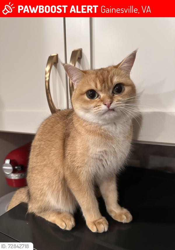 Lost Female Cat last seen Broad Run Oaks neighborhood, at the start of glenkirk road, Gainesville, VA 20155
