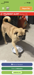 Found/Stray Male Dog last seen Goshen elementary , Visalia, CA 93291