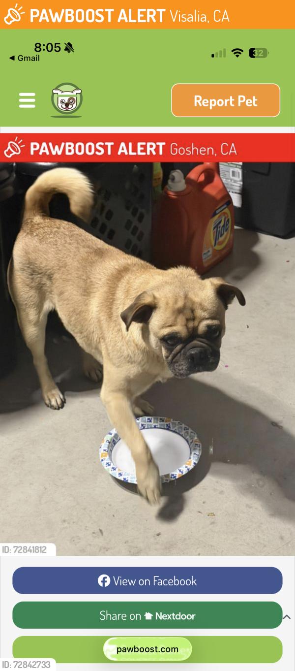 Found/Stray Male Dog last seen Goshen elementary , Visalia, CA 93291